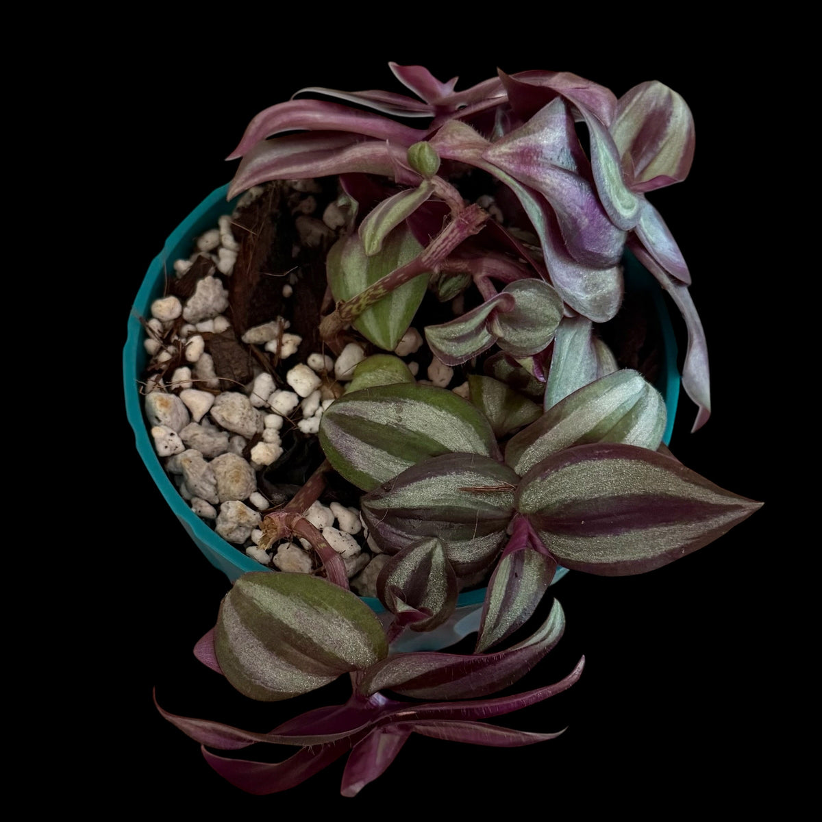 Exact Tradescantia zebrina in a 4-inch teal decorative nursery pot featuring trailing stems and metallic silver-green foliage with rich purple and burgundy striping.