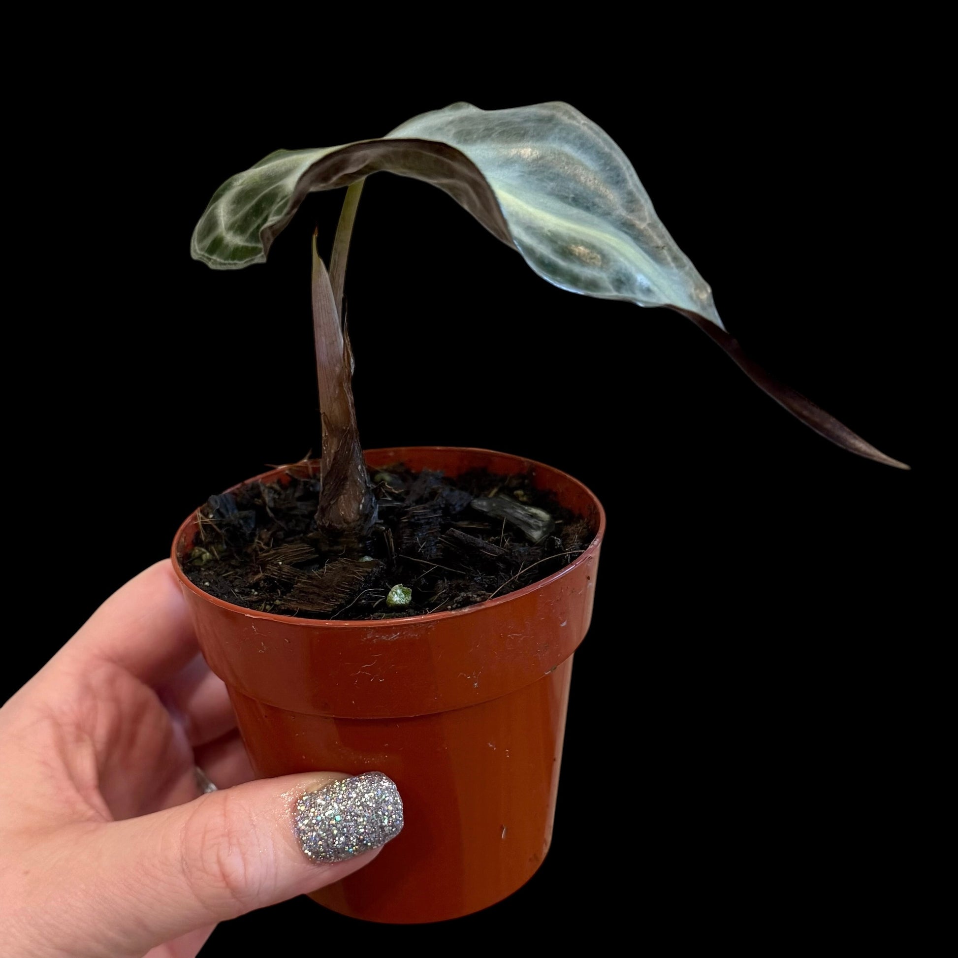 Alocasia Venom in a 3-inch pot, silvery-green textured foliage