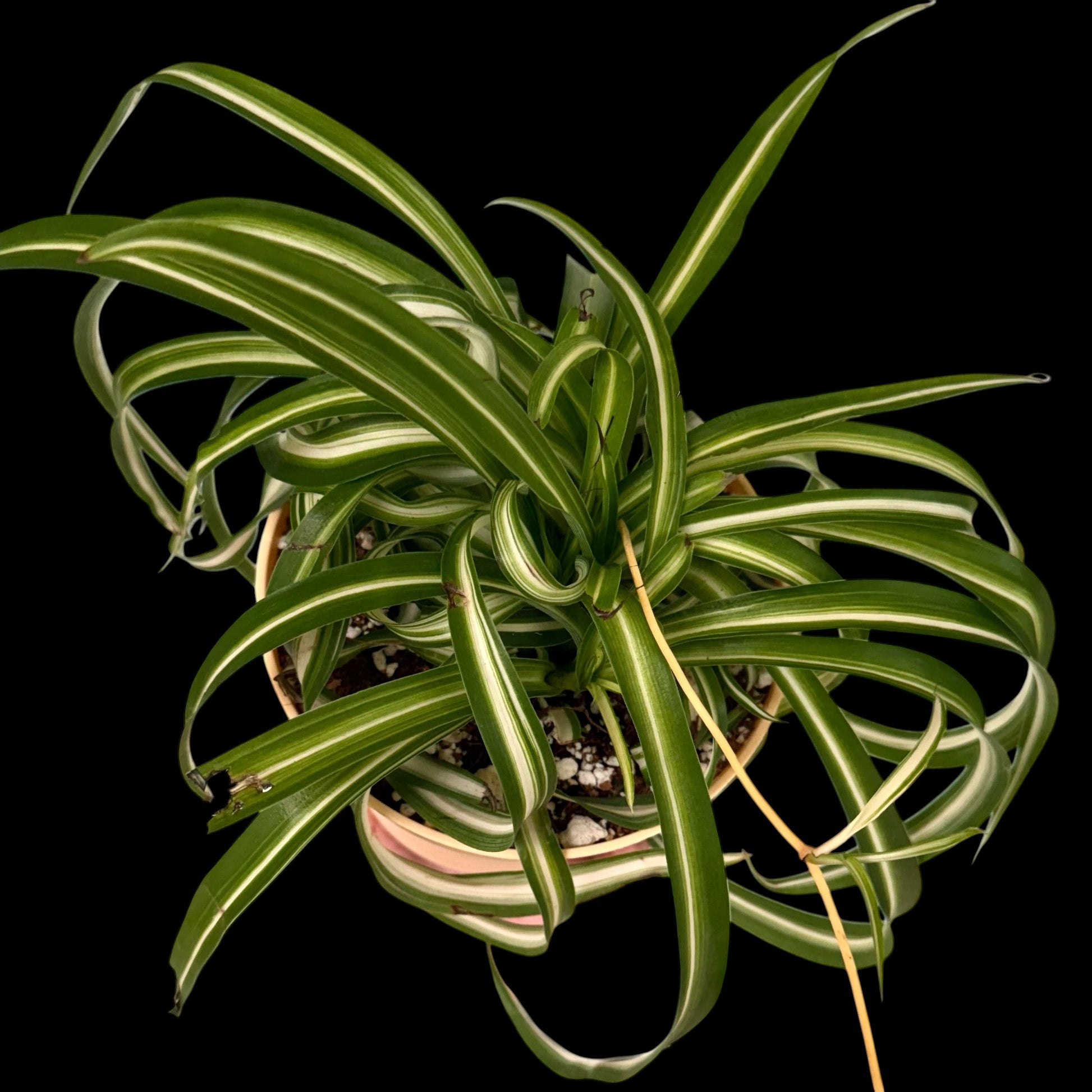 Healthy Bonnie Spider Plant in a 6-inch decorative nursery pot with tightly curled green and creamy white variegated leaves, potted in Rare Leaf Plant Shop’s premium soil mix.