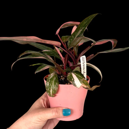 Philodendron Pink Princess Galaxy in a 4-inch decorative nursery pot featuring deep green leaves with marbled pink, cream, and speckled variegation, potted in Rare Leaf Plant Shop’s premium soil mix.
