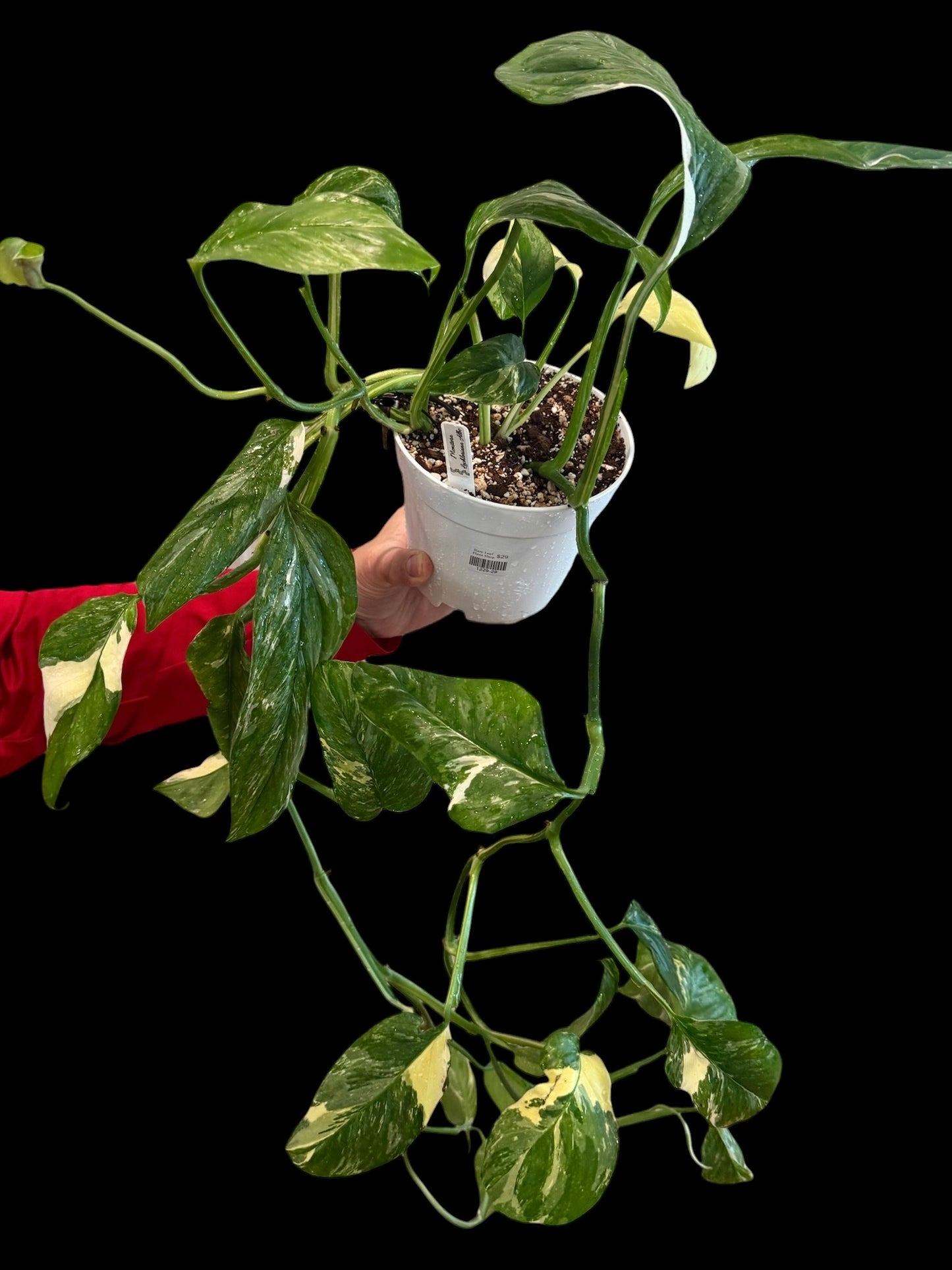Monstera lechleriana Albo in a 6-inch decorative nursery pot with long trailing vines and numerous glossy green leaves featuring creamy white and pale yellow marbled and sectoral variegation.