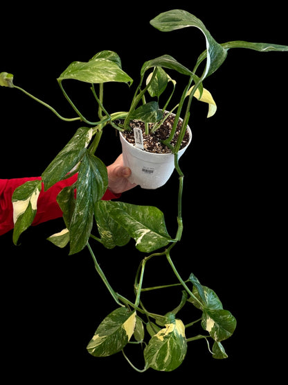 Monstera lechleriana Albo in a 6-inch decorative nursery pot with long trailing vines and numerous glossy green leaves featuring creamy white and pale yellow marbled and sectoral variegation.