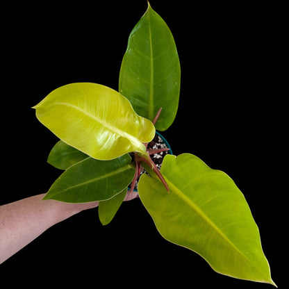 Exact Philodendron Moonlight in a 4\-inch decorative nursery pot featuring glossy green foliage with vibrant yellow and chartreuse new growth\.