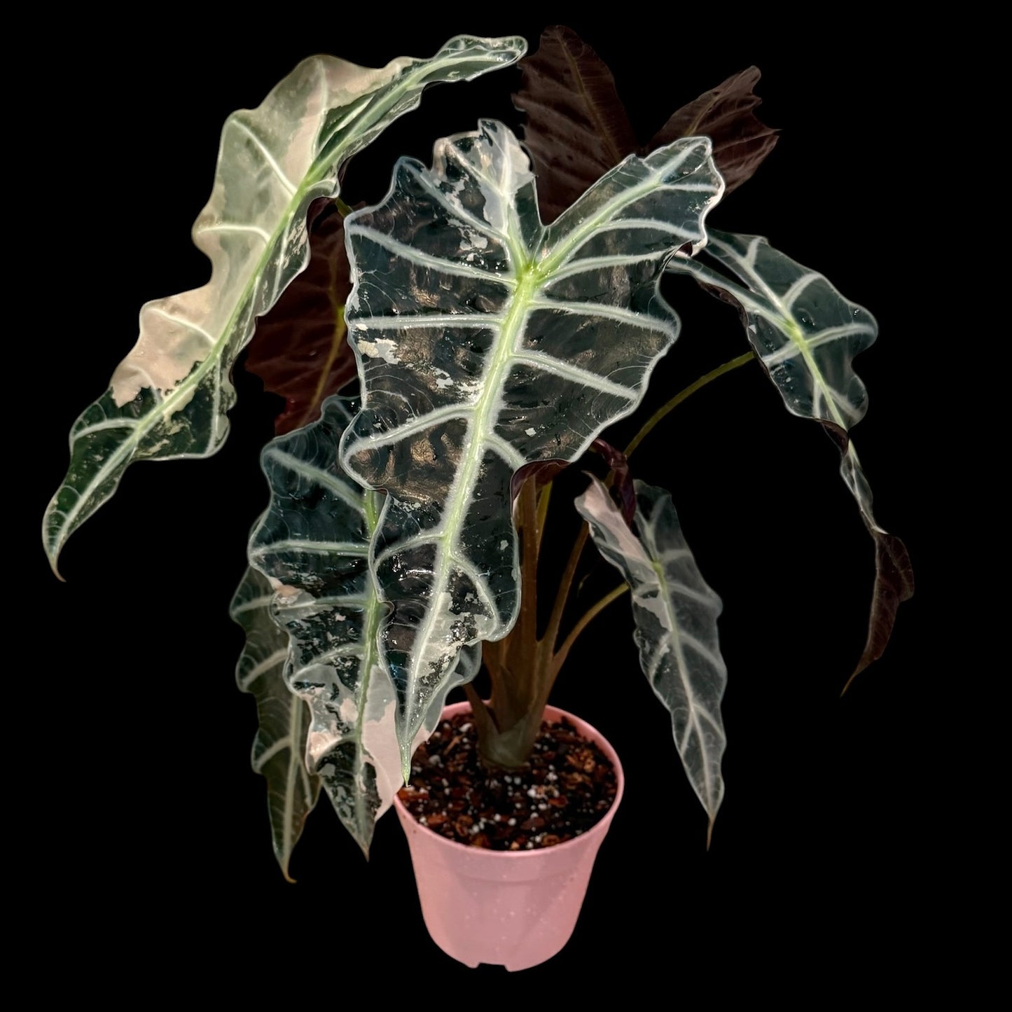 Alocasia ‘Pink Polly’ Variegated – 6” Exact Plant