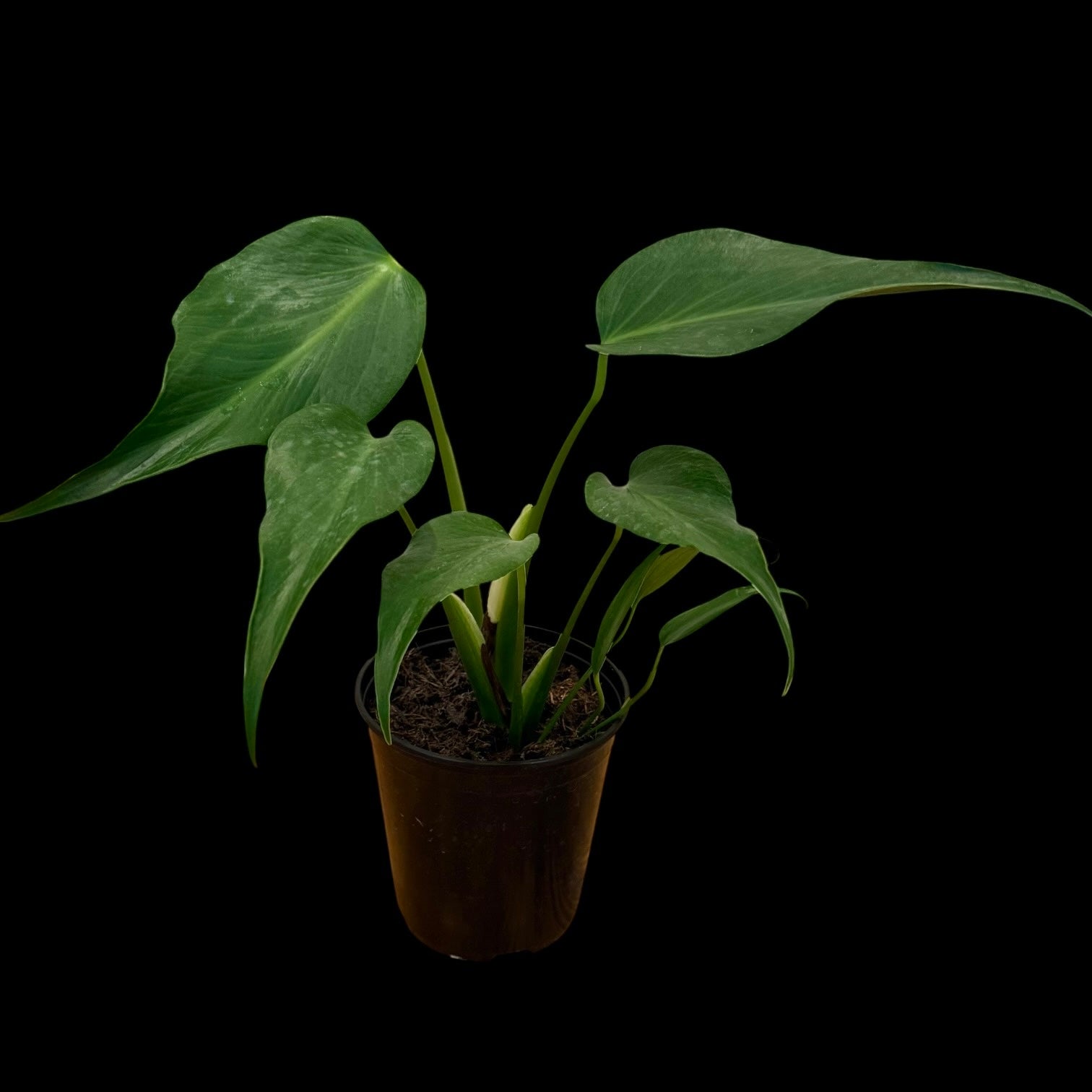 philodendron burle marx flame 6 inch pot rare indoor plant with long narrow leaves, growers choice available