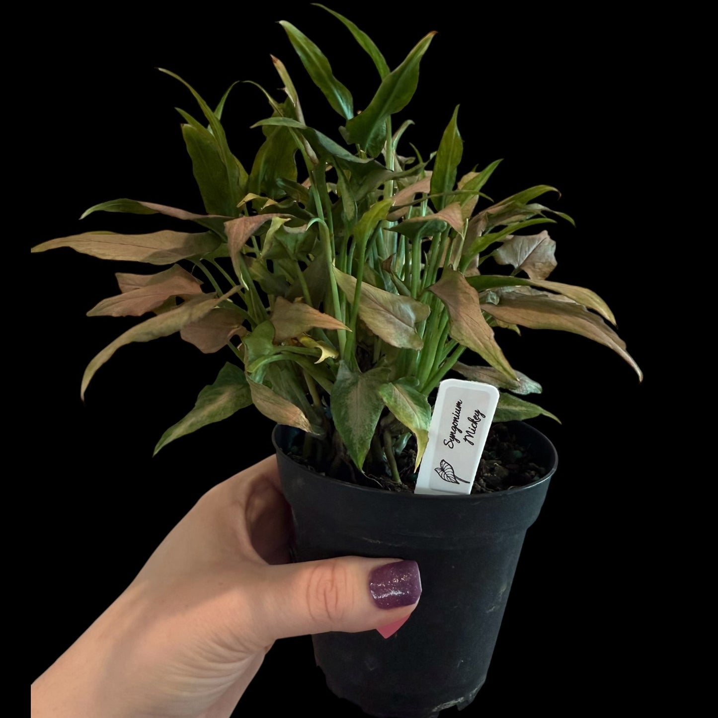 syngonium mickey 4 inch pot with soft green and creamy variegated arrowhead leaves, compact indoor houseplant for sale Vestal NY