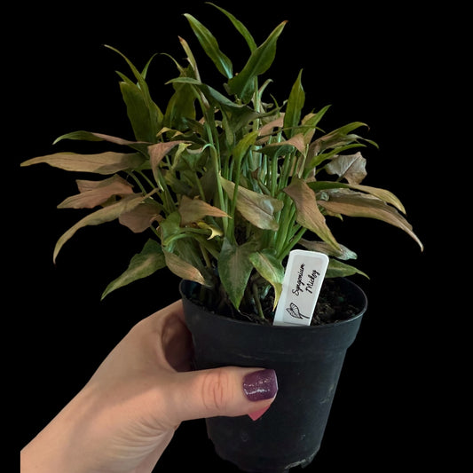 syngonium mickey 4 inch pot with soft green and creamy variegated arrowhead leaves, compact indoor houseplant for sale Vestal NY