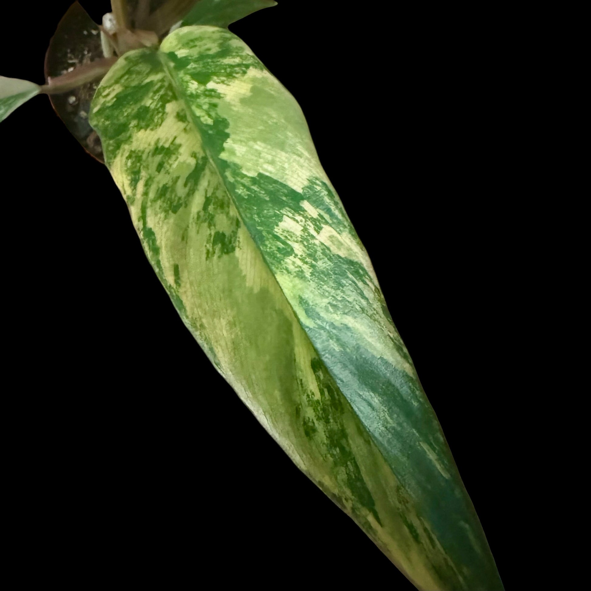 Philodendron Caramel in a 3-inch pot, warm orange and green variegated leaves