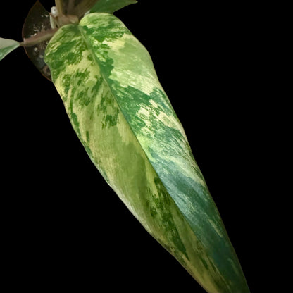 Philodendron Caramel in a 3-inch pot, warm orange and green variegated leaves