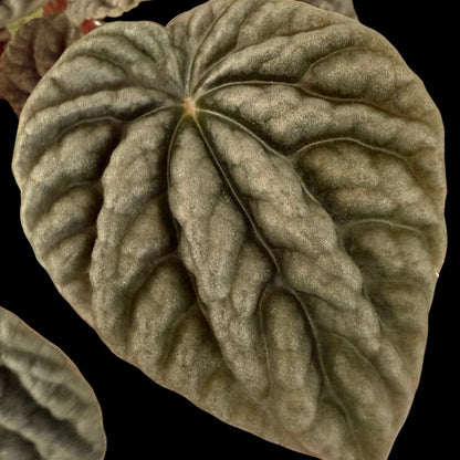 Peperomia Luna Grey in a 4-inch pot, soft grey-green textured foliage