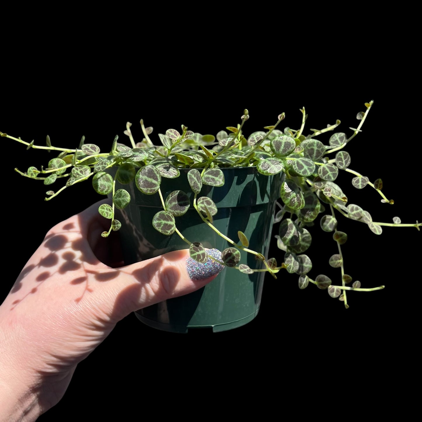 String of Turtles Peperomia prostrata in a 4-inch pot, trailing turtle-shell-patterned leaves