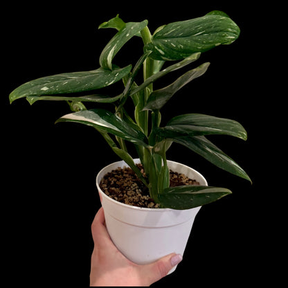 Monstera Standleyana Albo in a 6-inch white nursery pot featuring glossy green leaves with creamy white variegation, potted in Rare Leaf Plant Shop’s premium soil mix.