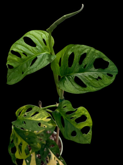 Monstera adansonii Aurea in a 6-inch decorative nursery pot featuring fenestrated green leaves with bright yellow, lime, and golden variegation.