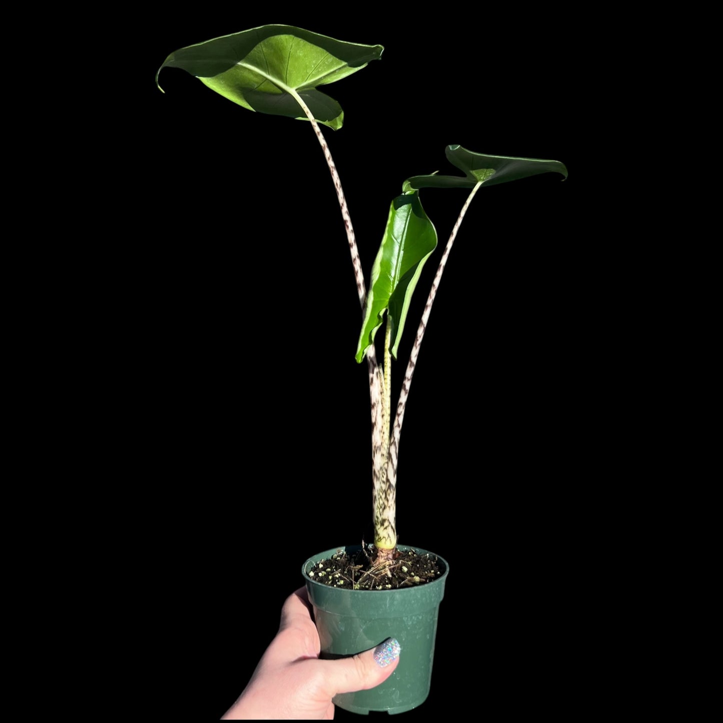 Alocasia Zebrina in a 4-inch pot, large green leaves on zebra-striped stems