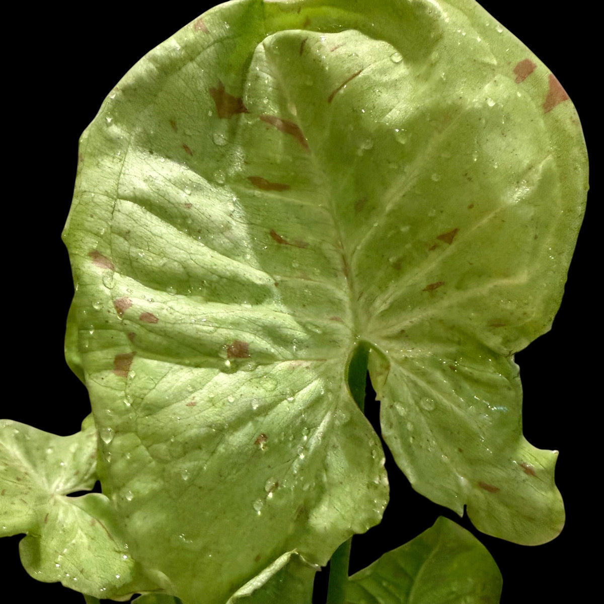 Exact Syngonium Confetti in a 4-inch decorative nursery pot with a tall, full cluster of light green arrow-shaped foliage featuring subtle pink splashes and speckling.