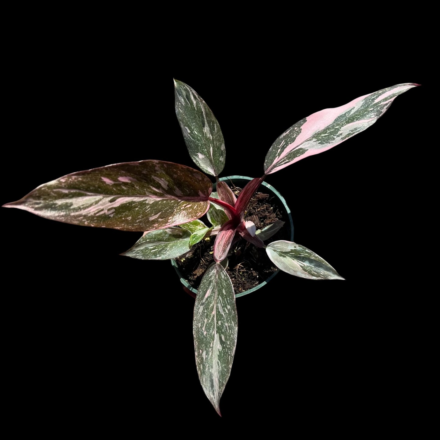 philodendron pink princess galaxy 4 inch pot growers choice with pink and cream variegated leaves and red stems, rare indoor plant Vestal NY