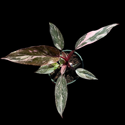 philodendron pink princess galaxy 4 inch pot growers choice with pink and cream variegated leaves and red stems, rare indoor plant Vestal NY