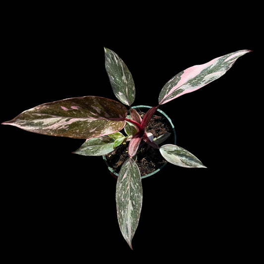 philodendron pink princess galaxy 4 inch pot growers choice with pink and cream variegated leaves and red stems, rare indoor plant Vestal NY