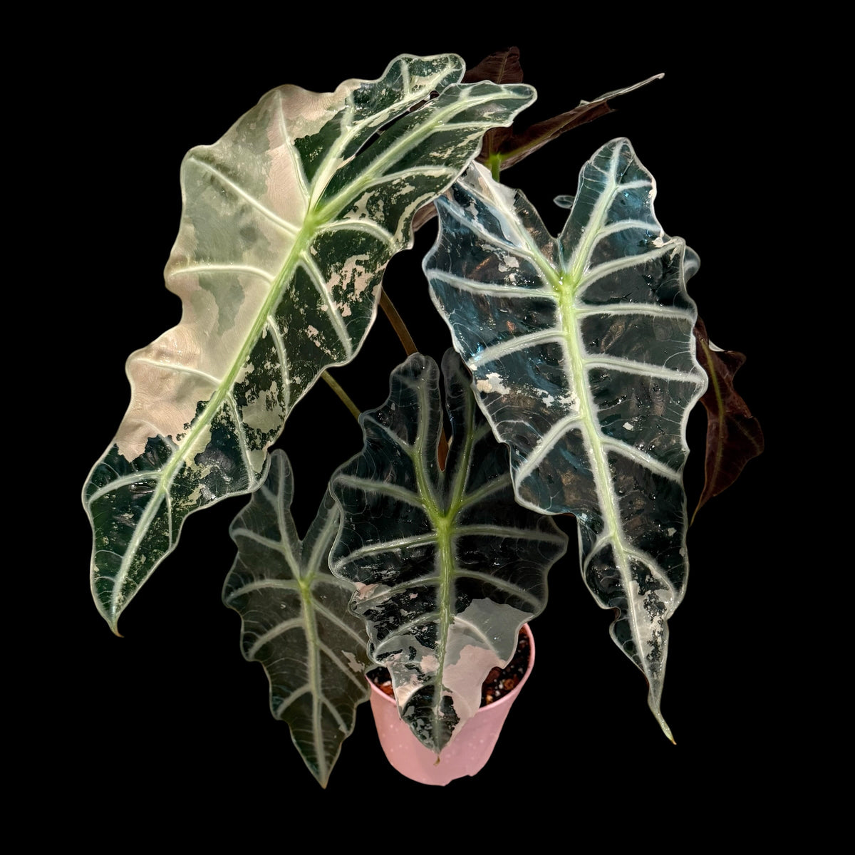 Alocasia ‘Pink Polly’ Variegated – 6” Exact Plant
