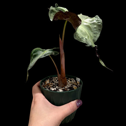 Alocasia Venom – 4” Pot | Exact Plant