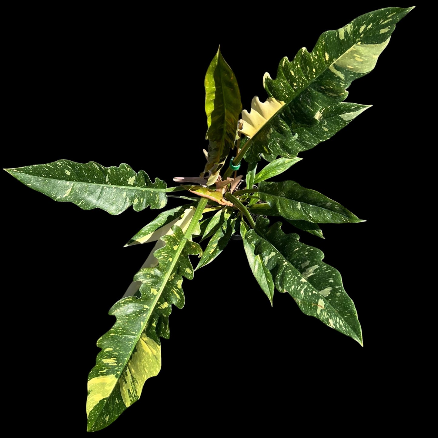 philodendron ring of fire 4 inch pot with serrated variegated leaves in green and yellow tones