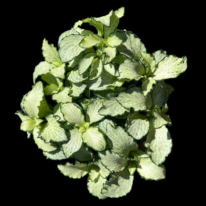 Fittonia white nerve plant 4 inch indoor houseplant, compact tropical plant