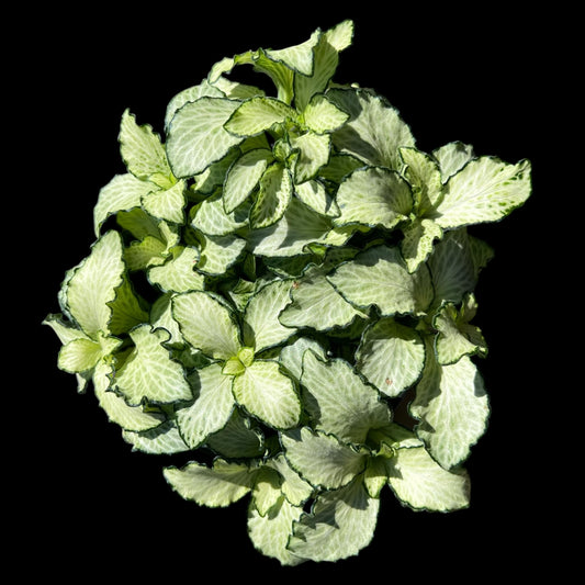 Fittonia white nerve plant 4 inch indoor houseplant, compact tropical plant