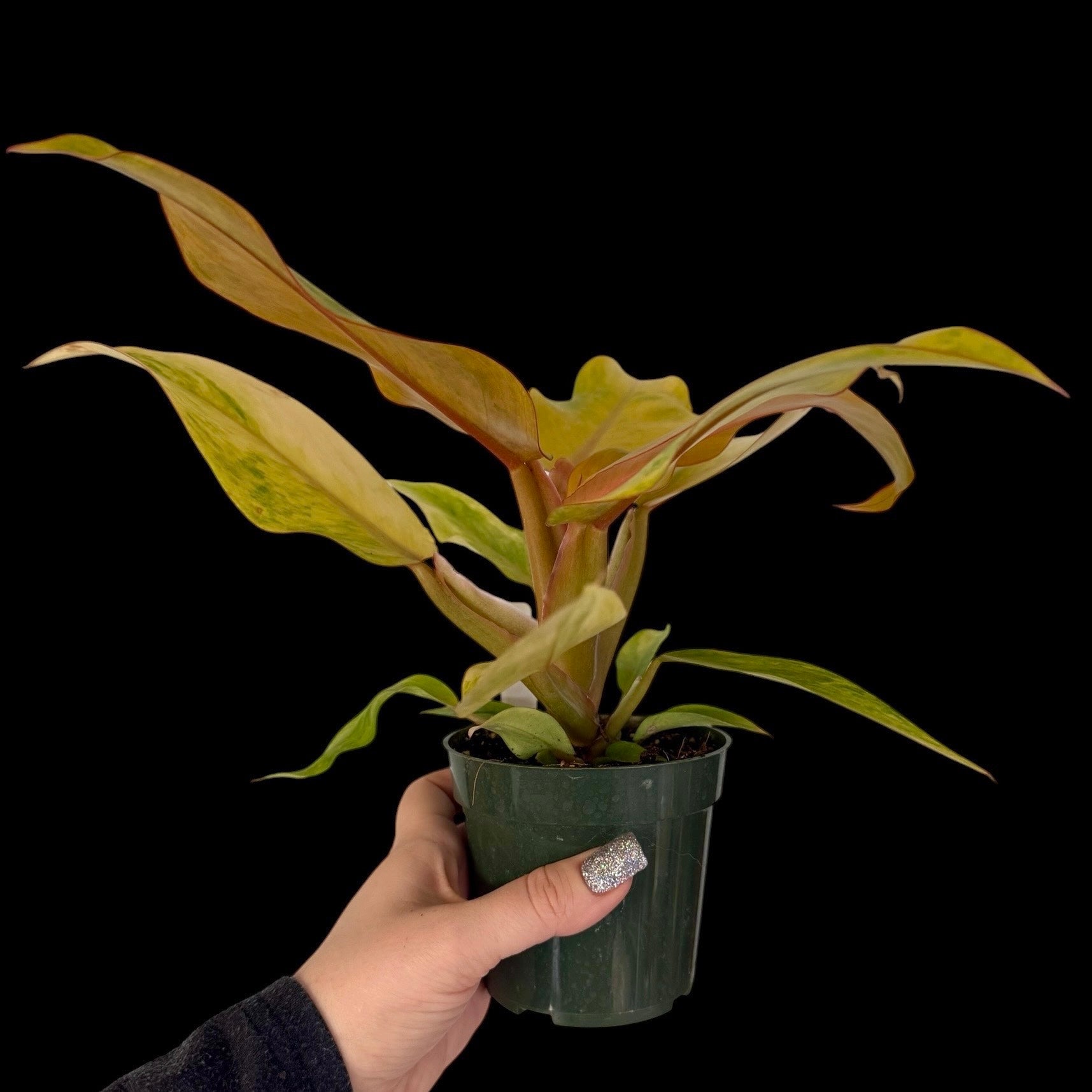Philodendron Orange Marmalade in a 4-inch pot, orange lime and green variegated leaves