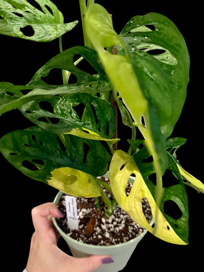 Monstera adansonii Aurea in a 6-inch decorative nursery pot featuring fenestrated green leaves with bright yellow, lime, and golden variegation.