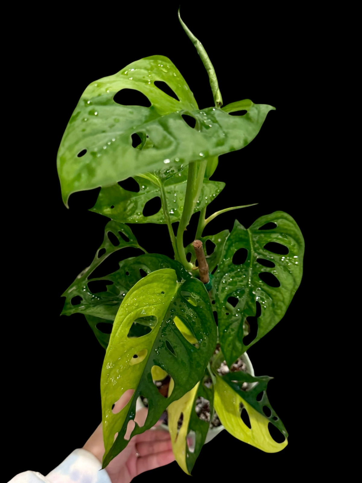 Monstera adansonii Aurea in a 6-inch decorative nursery pot featuring fenestrated green leaves with bright yellow, lime, and golden variegation.