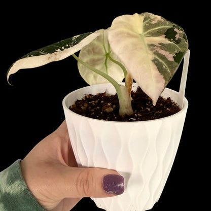 Alocasia Pink Black Velvet – 4” Pot | Exact Plant