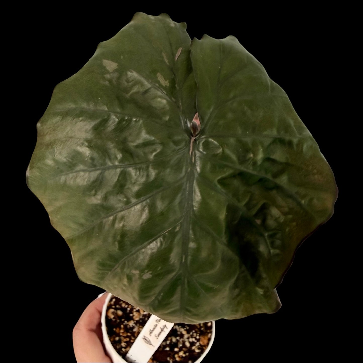 Exact Alocasia Pink Serendipity in a 4-inch decorative nursery pot featuring vibrant pink stems and variegated green leaves with cream and pink marbling, potted in Rare Leaf Plant Shop’s premium soil mix.