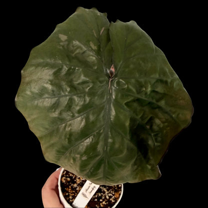 Exact Alocasia Pink Serendipity in a 4-inch decorative nursery pot featuring vibrant pink stems and variegated green leaves with cream and pink marbling, potted in Rare Leaf Plant Shop’s premium soil mix.