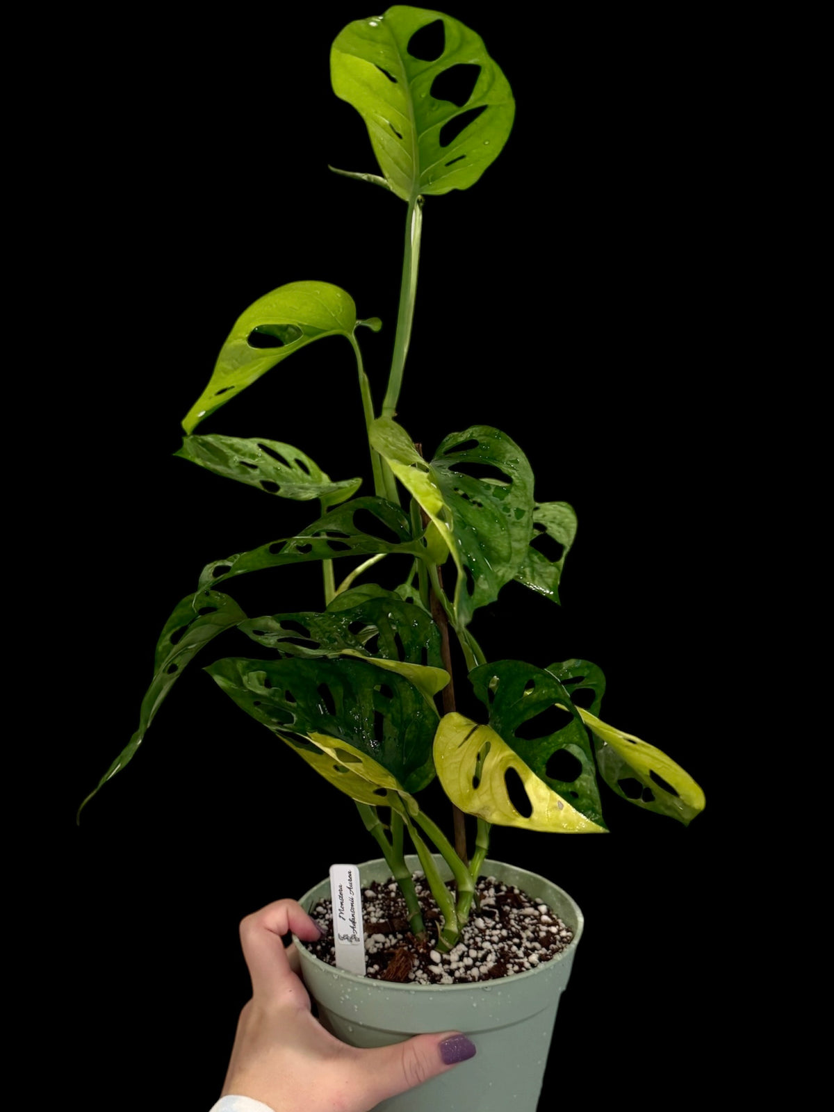 Monstera adansonii Aurea in a 6-inch decorative nursery pot featuring fenestrated green leaves with bright yellow, lime, and golden variegation.