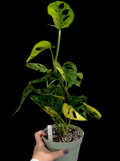 Monstera adansonii Aurea in a 6-inch decorative nursery pot featuring fenestrated green leaves with bright yellow, lime, and golden variegation.