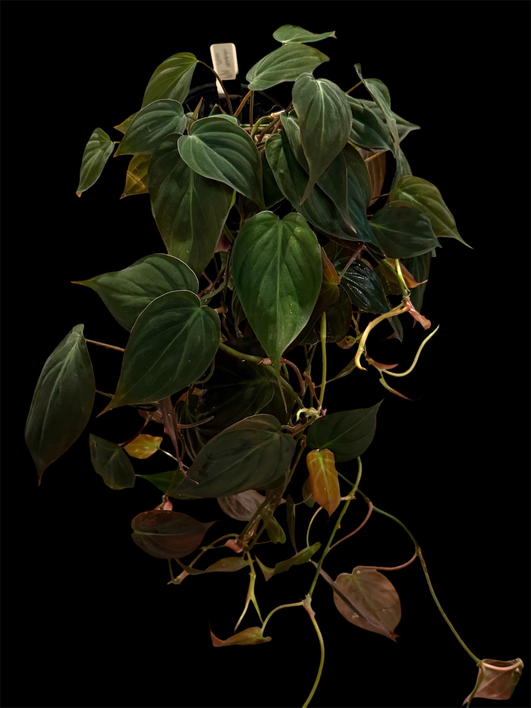 philodendron micans 4 inch pot with velvety trailing heart shaped leaves in deep green and bronze tones, indoor houseplant for sale Vestal NY