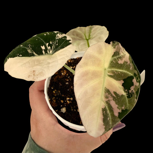 Alocasia Pink Black Velvet – 4” Pot | Exact Plant