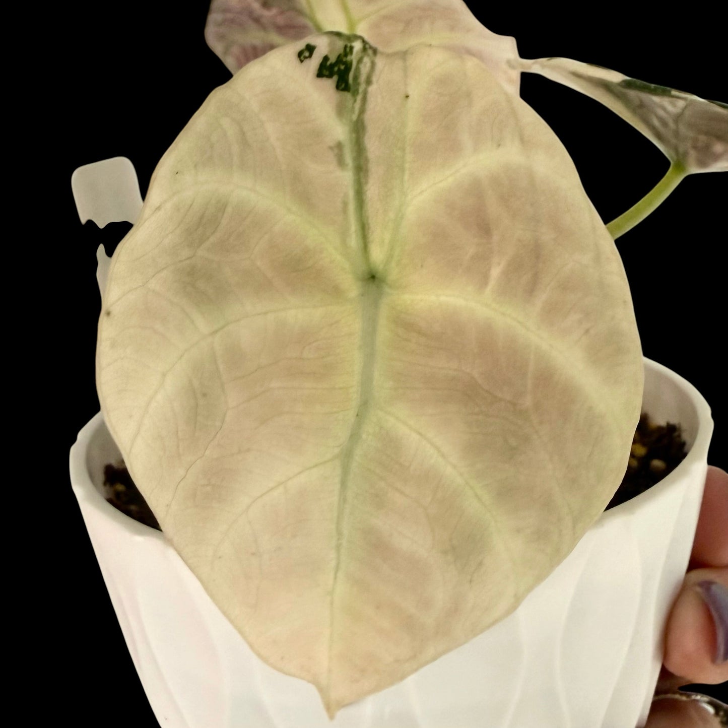 Alocasia Pink Black Velvet – 4” Pot | Exact Plant