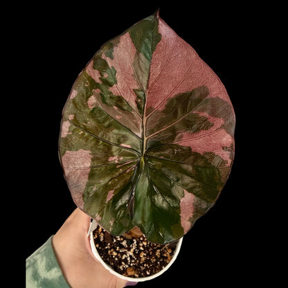 Exact Alocasia Pink Serendipity in a 4-inch decorative nursery pot featuring vibrant pink stems and variegated green leaves with cream and pink marbling, potted in Rare Leaf Plant Shop’s premium soil mix.