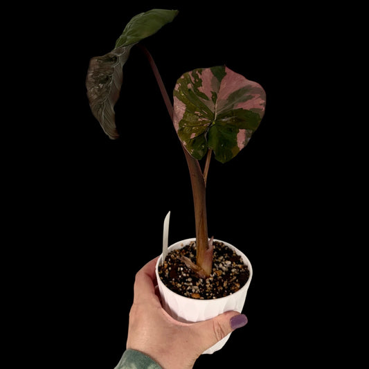Exact Alocasia Pink Serendipity in a 4-inch decorative nursery pot featuring vibrant pink stems and variegated green leaves with cream and pink marbling, potted in Rare Leaf Plant Shop’s premium soil mix.