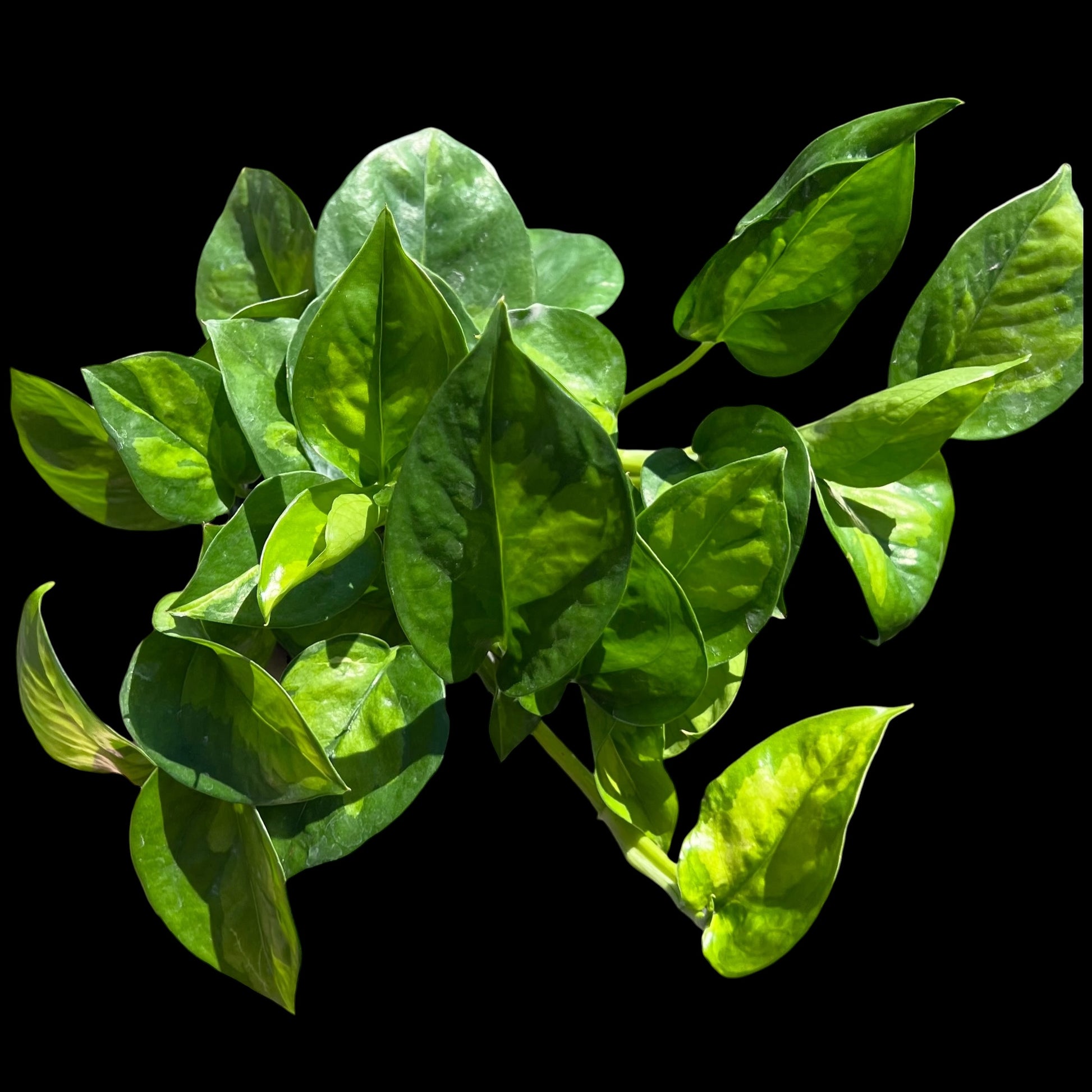 Global Green Pothos in a 4-inch pot, green-on-green variegated leaves