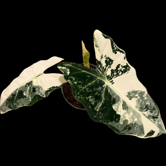 Alocasia ‘Frydek Variegated’ – 4” Pot (Exact Plant)
