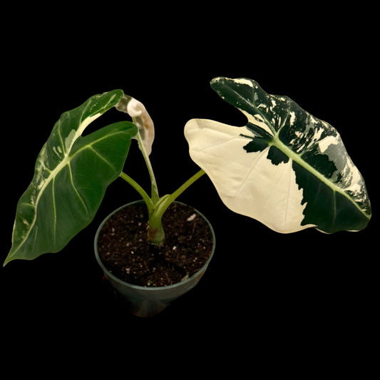 variegated alocasia frydek 4 inch indoor houseplant with white variegation
