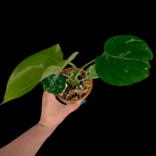 Monstera ‘Bulbasaur’ – 4” Pot (Exact Plant)