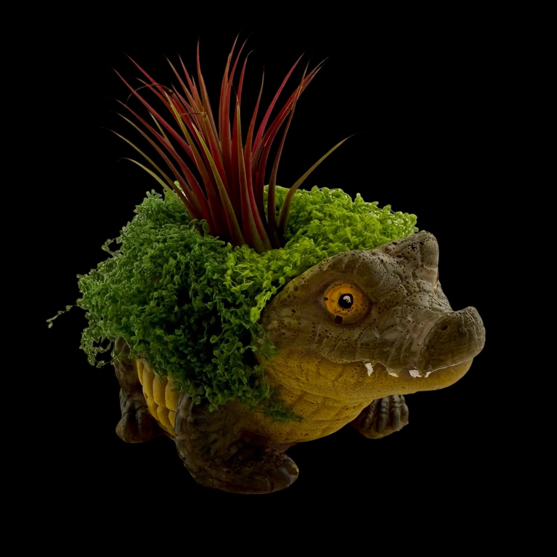 Hand-painted resin crocodile planter named Chomp holding a live green air plant with decorative faux moss.