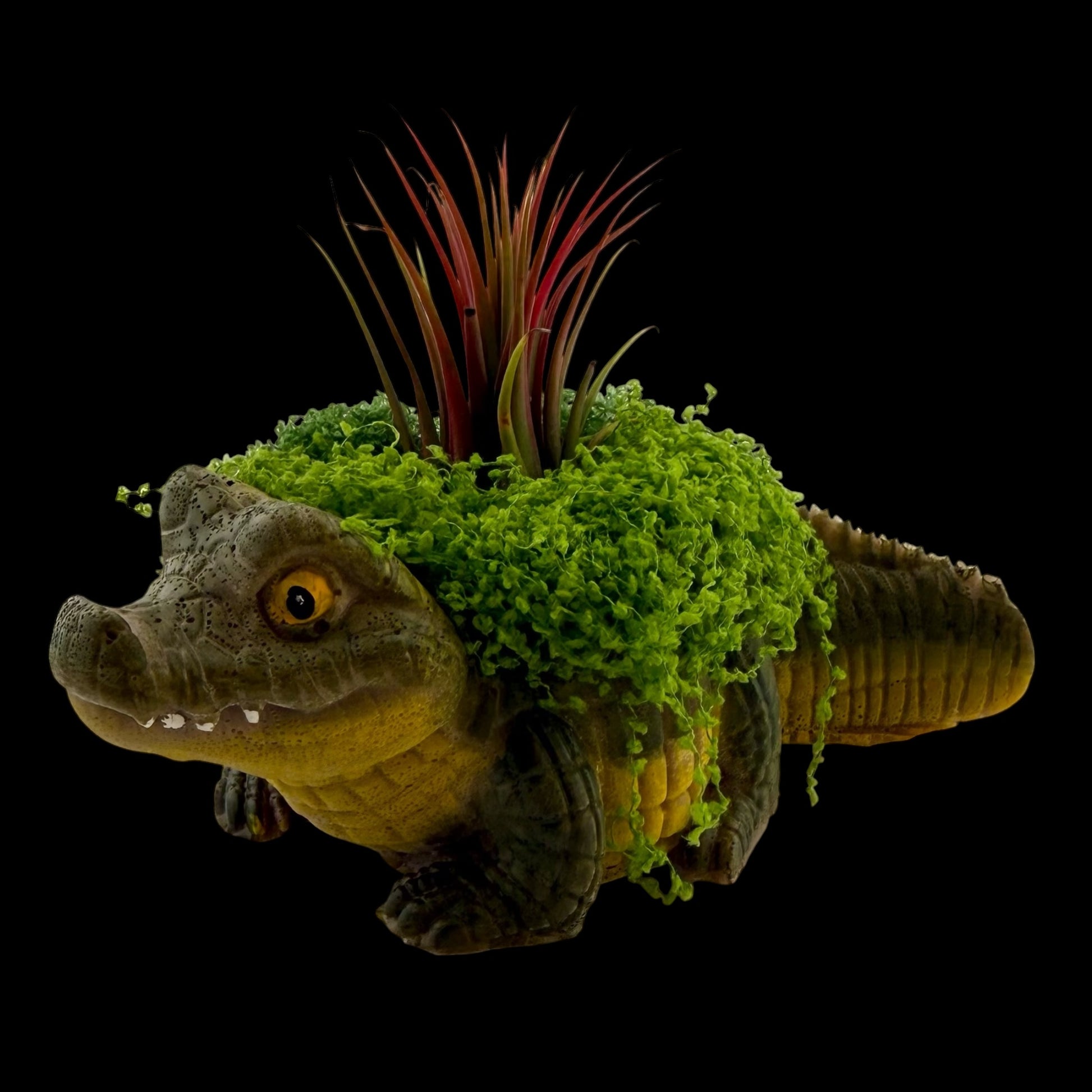 Hand-painted resin crocodile planter named Chomp holding a live green air plant with decorative faux moss.
