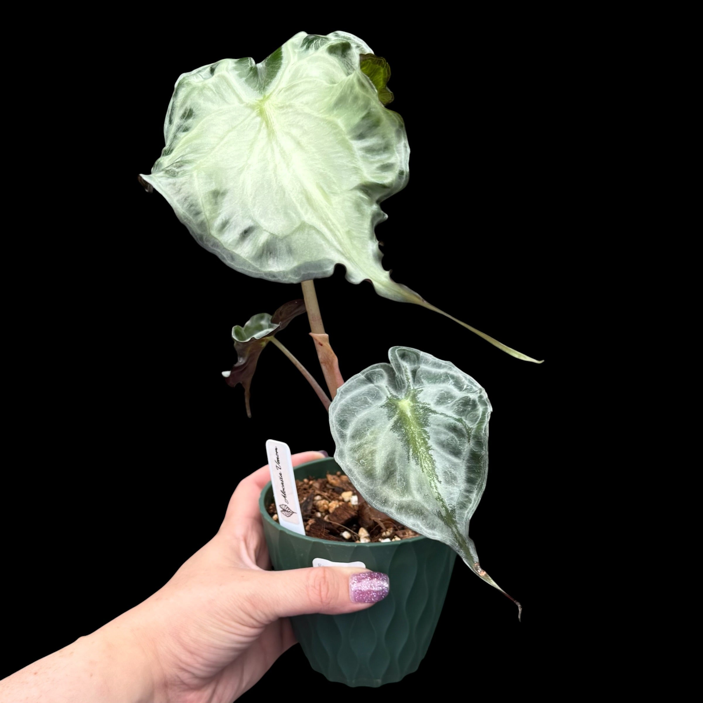 Alocasia Venom – 4” Pot | Exact Plant – Rare Leaf Plant Shop