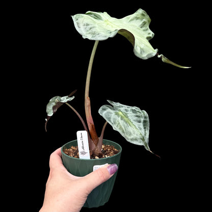 Exact Alocasia Venom in a decorative nursery pot featuring dramatic, textured dark green leaves with deeply sculpted veins and a compact upright growth habit, potted in Rare Leaf Plant Shop’s premium soil mix.